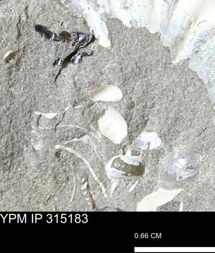 undet. Bivalvia