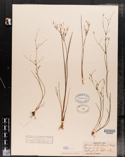 Juncus pelocarpus
