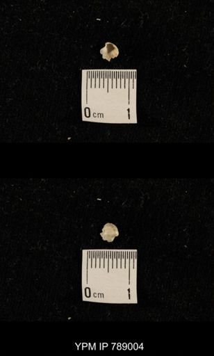 undet. Brachiopoda