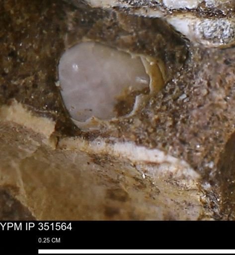 undet. Mollusca