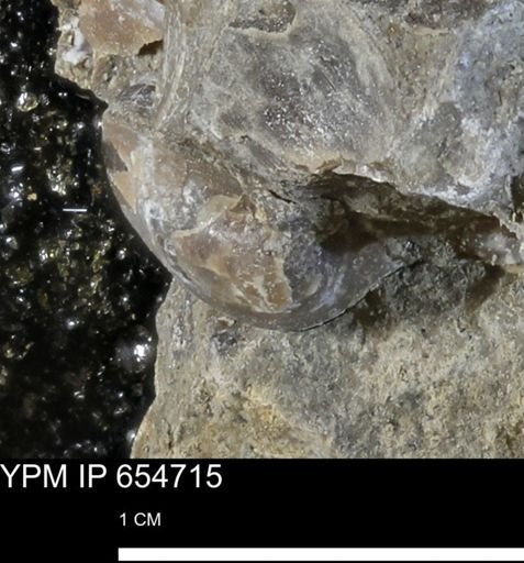 Dosiniopsis deweyi