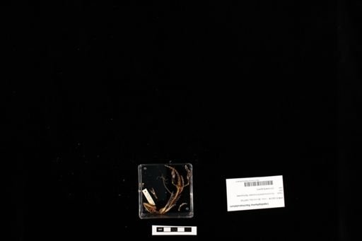 Lepidophyma flavimaculatum