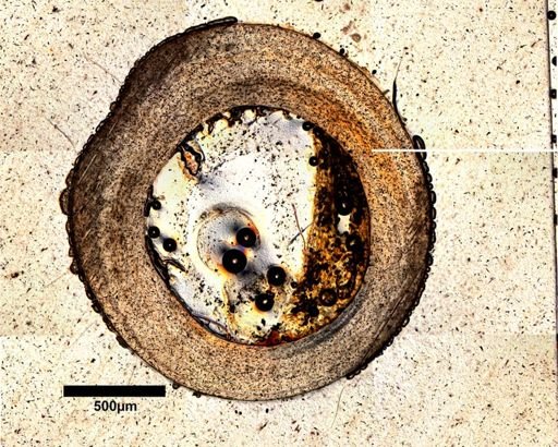 Dipsosaurus dorsalis