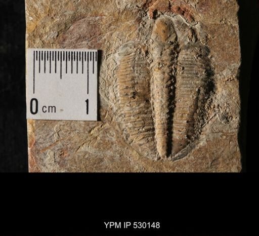 Elrathia kingi