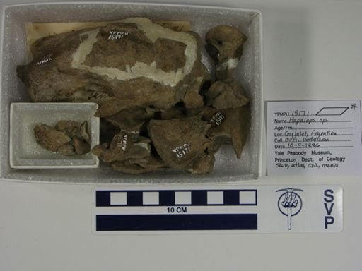 Hapalops