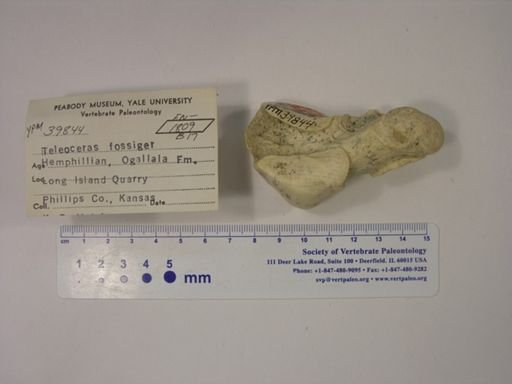 Teleoceras fossiger
