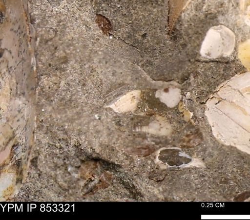 Limopsis striatopunctatus