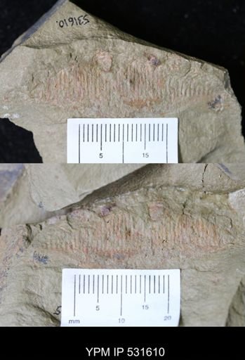 undet. Arthropoda