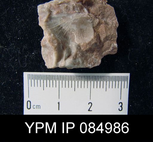Amphistrophia prolongata chaleurensis