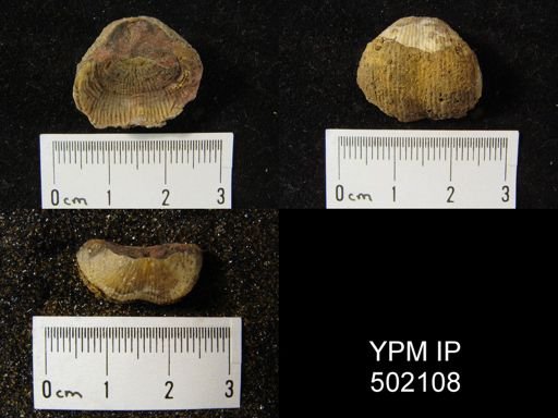 Marginifera lasallensis