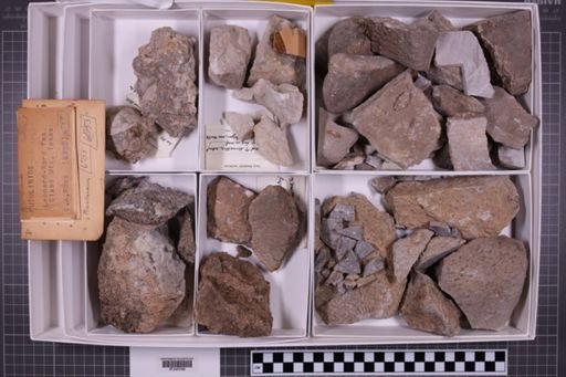 mixed taxa, stratigraphic collection