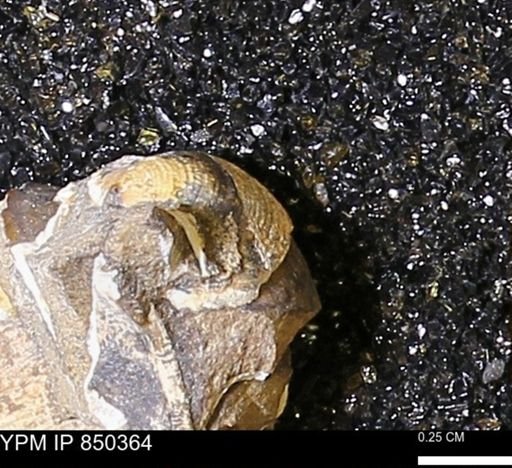 Limopsis striatopunctatus