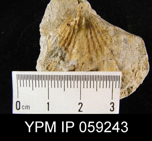 Spirifer sp.