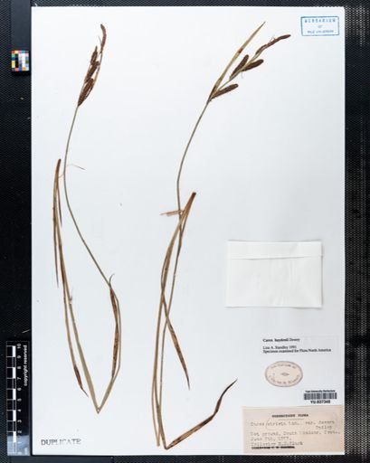 Carex stricta
