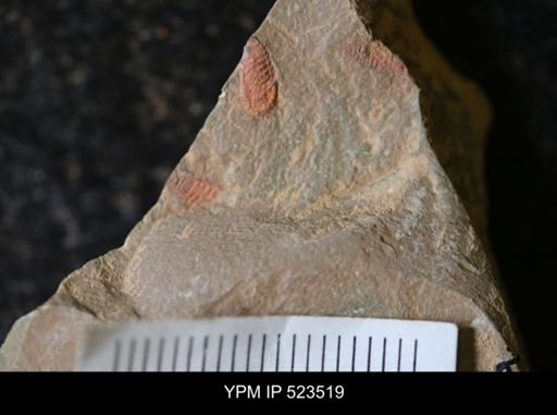 Chelicerata