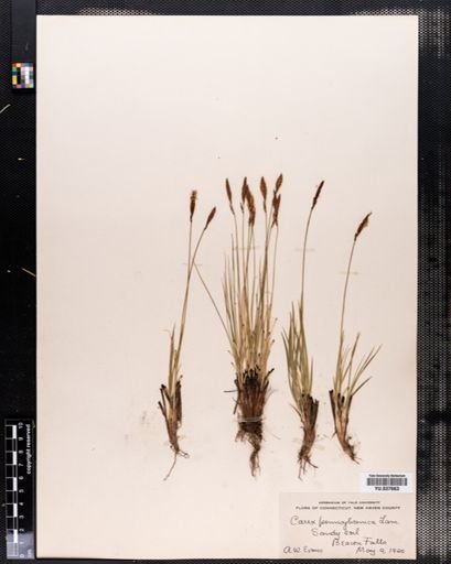 Carex pensylvanica
