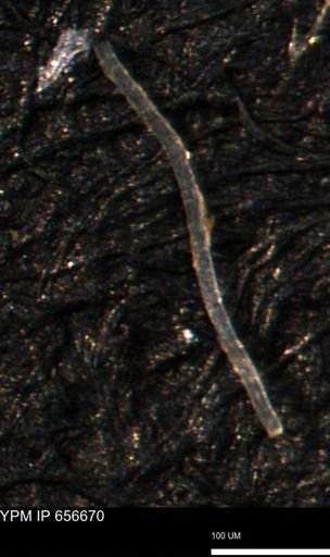 undet. Porifera