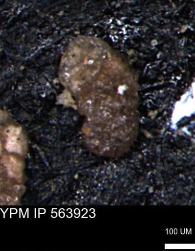 Ammobaculites euides