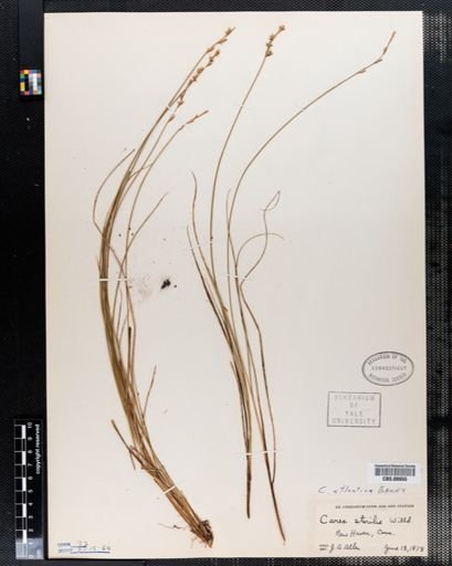 Carex atlantica