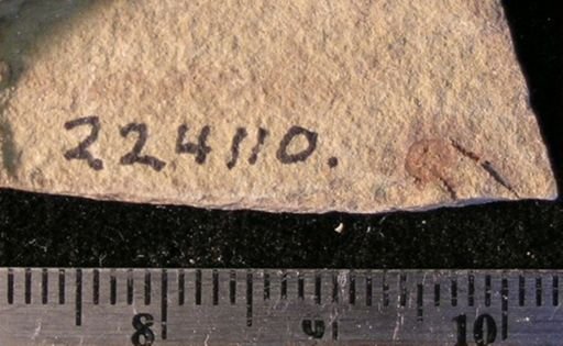 Stephanoura belgica