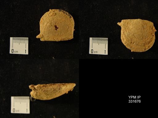undet. Strophomenoidea