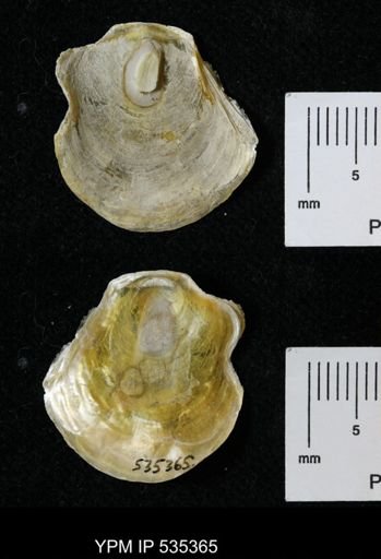 Anomia glabra