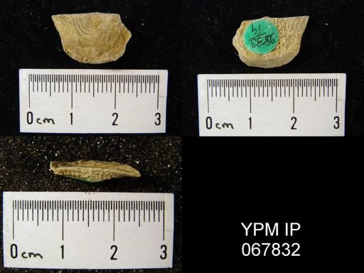 Leptaena rhomboidalis