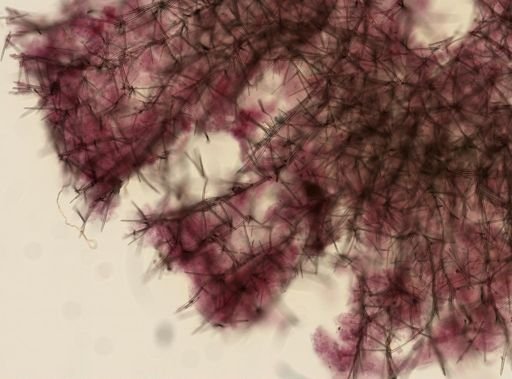 cf. Ectyoplasia ferox