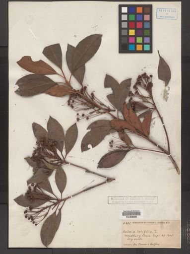 Kalmia latifolia