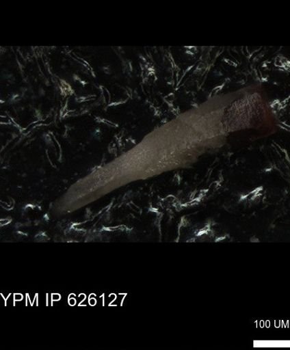 Echinoidea