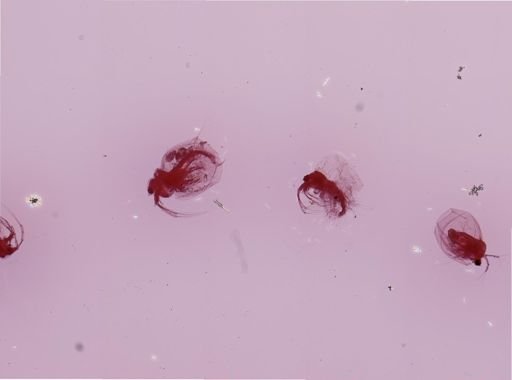 Ceriodaphnia