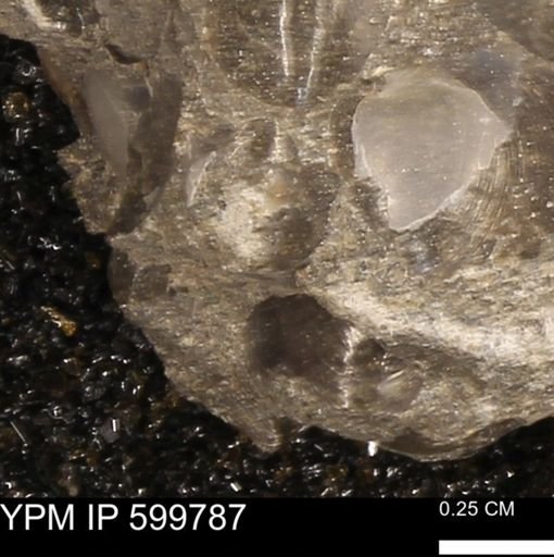 Protocardia subquadrata