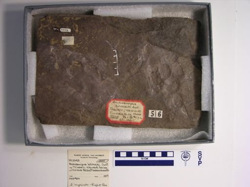 Anchisauripus hitchcocki