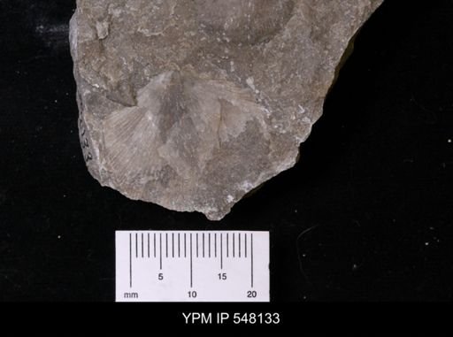 undet. Orthotetida