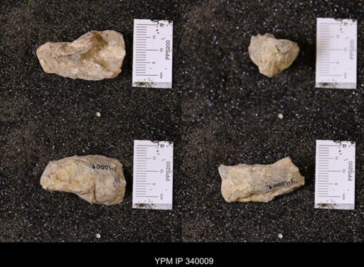 Ostrea soleniscus