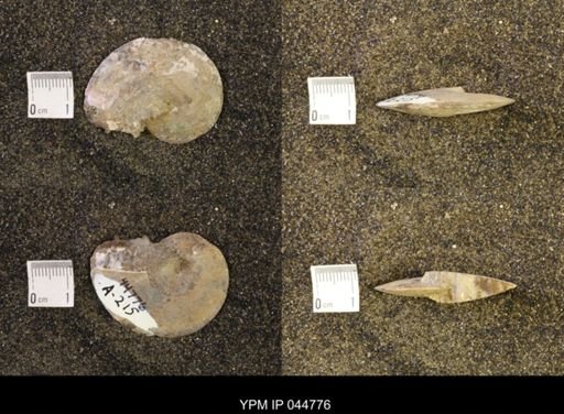 Sphenodiscus lenticularis
