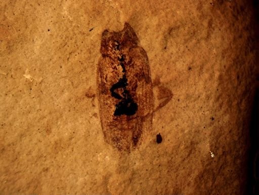 undet. Coleoptera