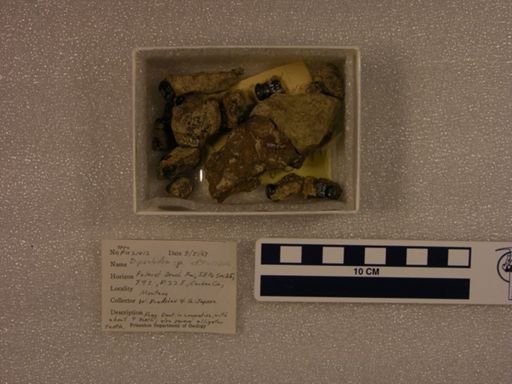 Dipsalodon?