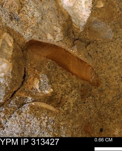 Corbicula sp.