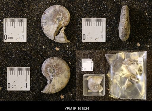 Discoscaphites conradi