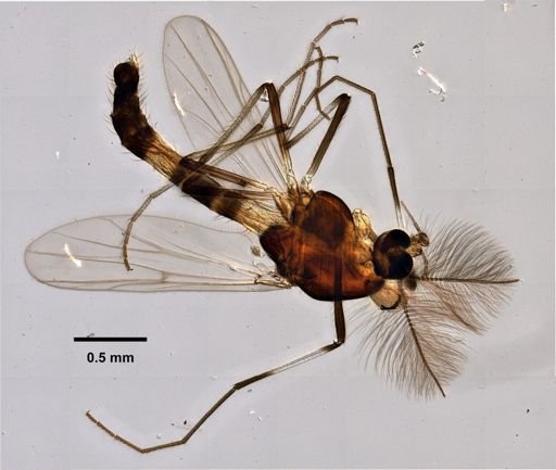 Cricotopus diversus