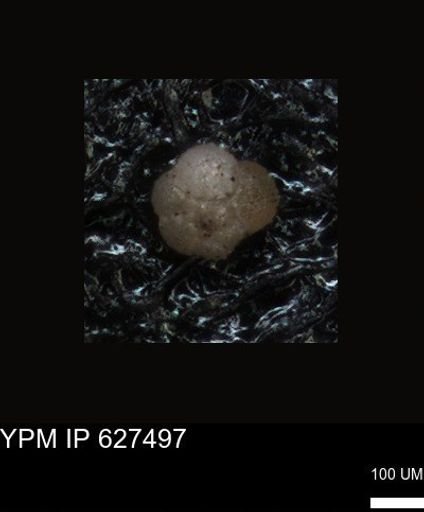 undet. Foraminiferida