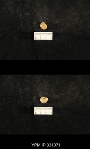 Trepospira depressa