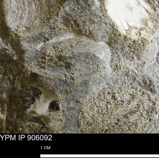 undet. Bivalvia