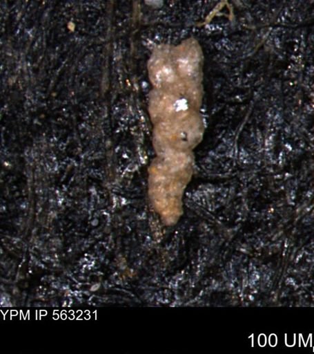 Verneuilinoides hectori