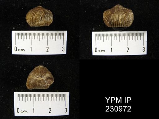 Rhynchopora illinoisensis