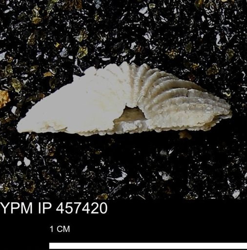 Stropheodonta sp.