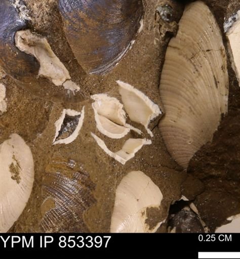 Limopsis? striatopunctatus