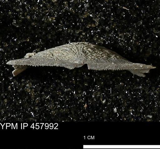 Strophodonta sp.