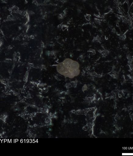 undet. Rugoglobigerinidae